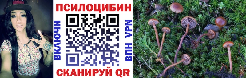 где продают   Медынь  Псилоцибиновые грибы Psilocybine cubensis 